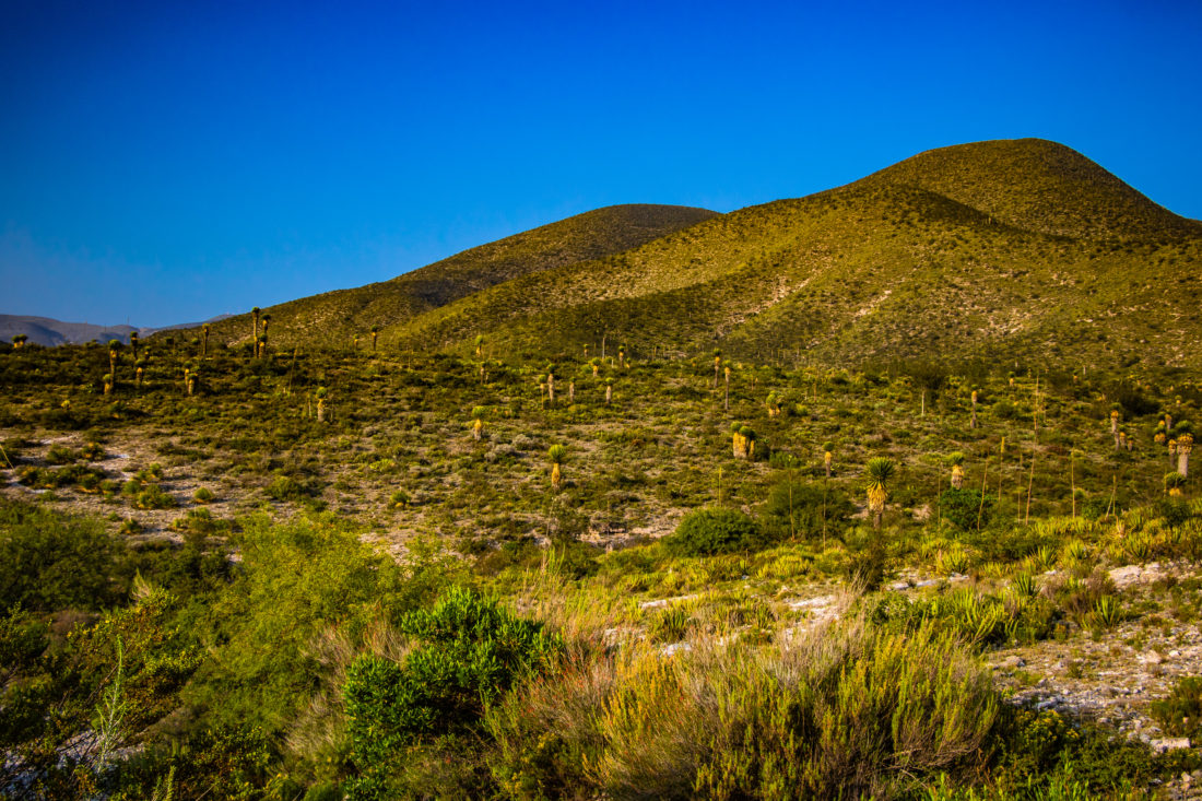 Desierto - Reserva natural Real de Catorce - SLP, México / The Book of Life Magazine ©- Alejandro Carballo