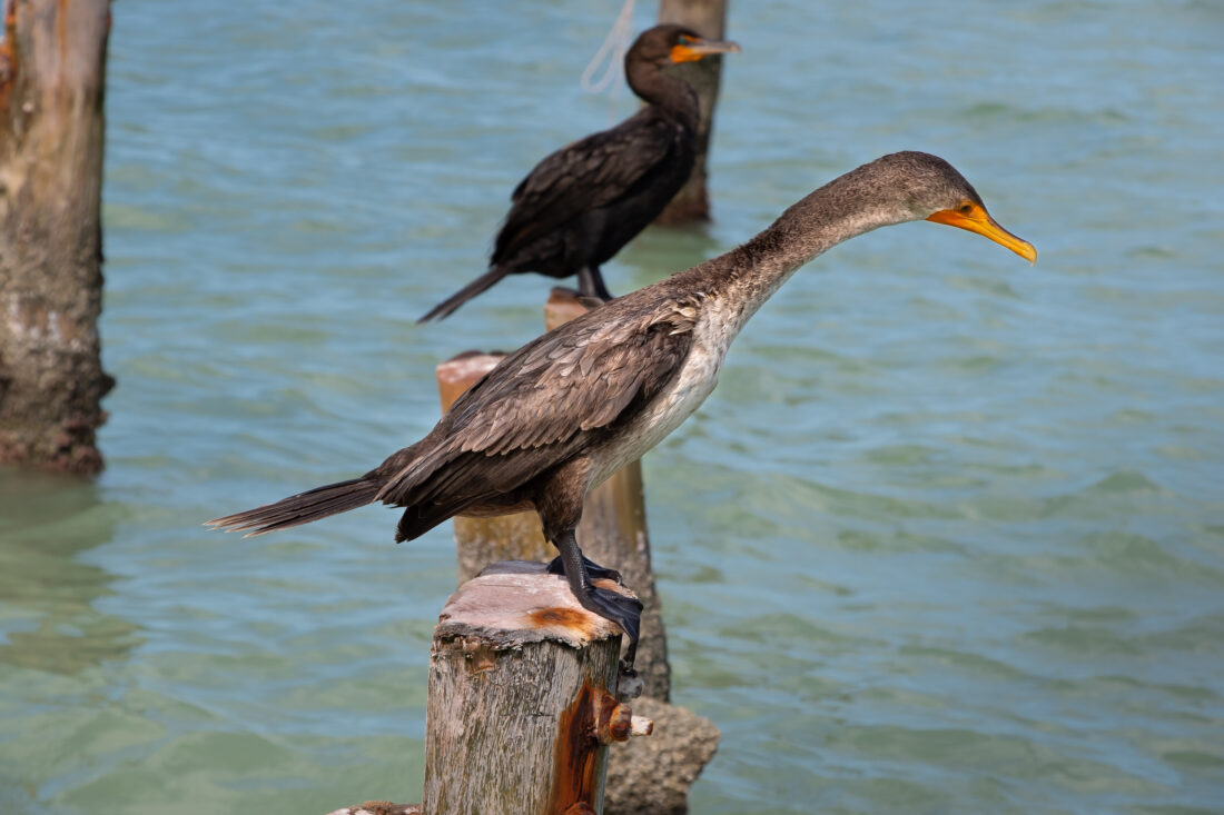 The Book of Life Magazine ©- Cormoranes 4 - Holbox, México / Photo: Alejandro C.