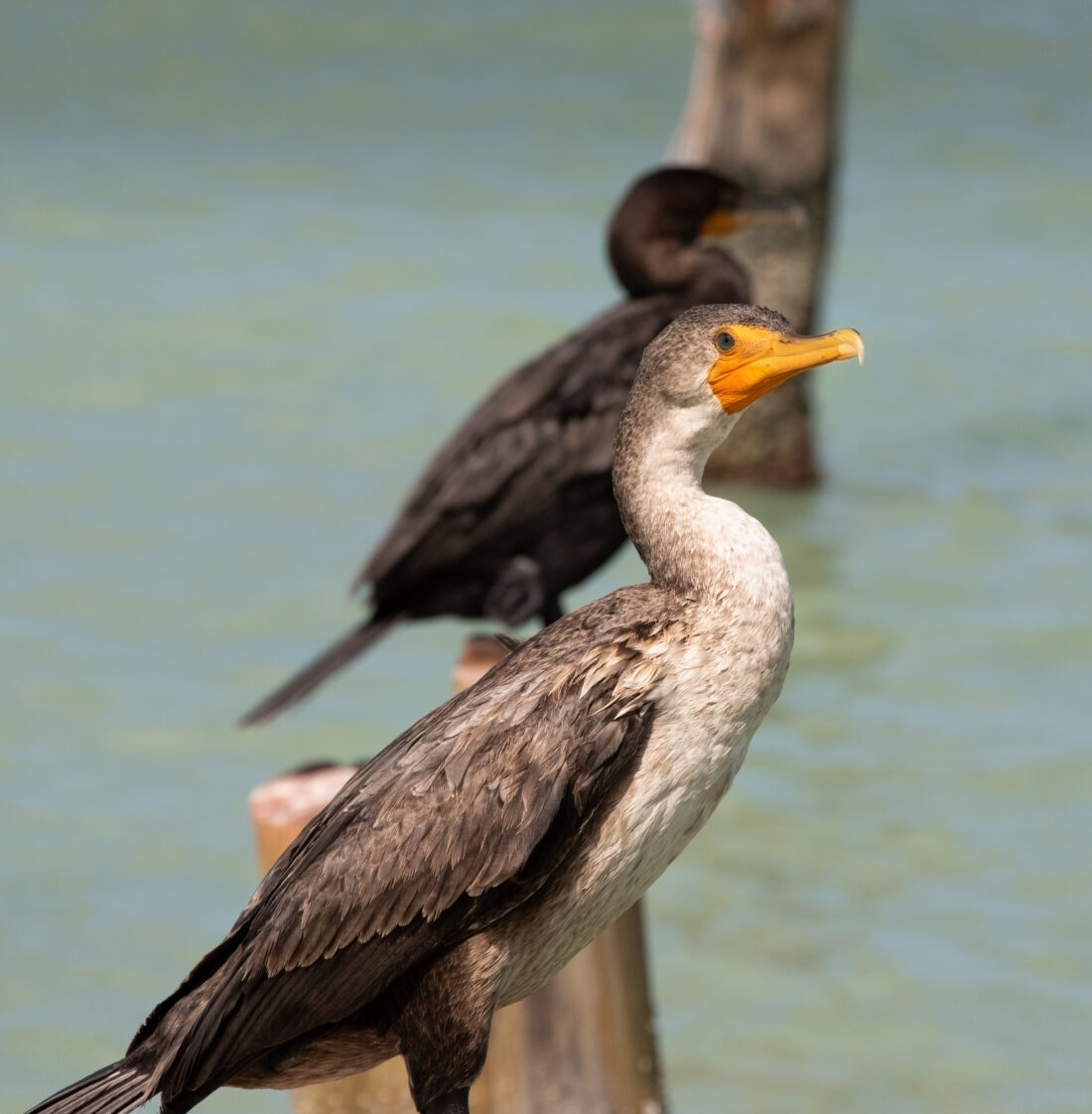 The Book of Life Magazine ©- Cormoranes 2 - Holbox, México Photo: Alejandro C.