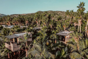 Treehouse de Acre Resort Los Cabos rodeada de palmeras y vegetación en Baja California Sur
