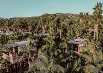Treehouse de Acre Resort Los Cabos rodeada de palmeras y vegetación en Baja California Sur