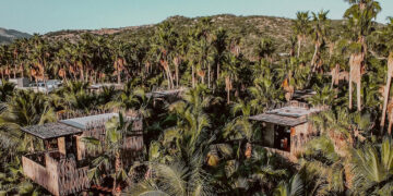 Treehouse de Acre Resort Los Cabos rodeada de palmeras y vegetación en Baja California Sur