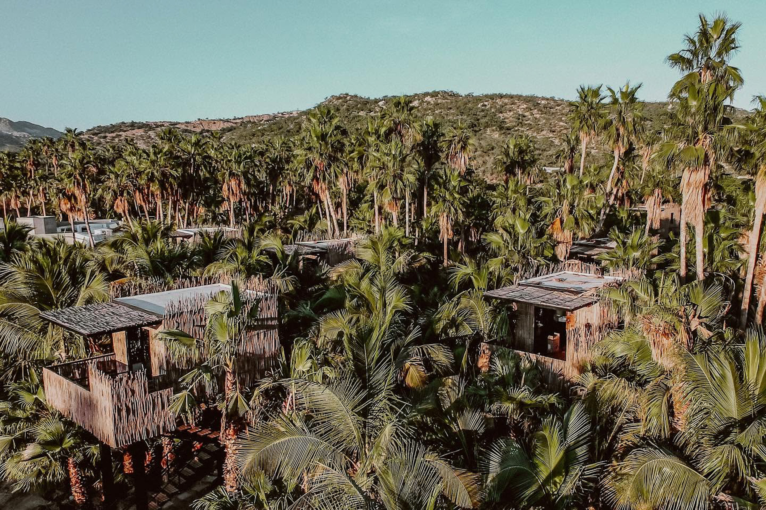 Treehouse de Acre Resort Los Cabos rodeada de palmeras y vegetación en Baja California Sur
