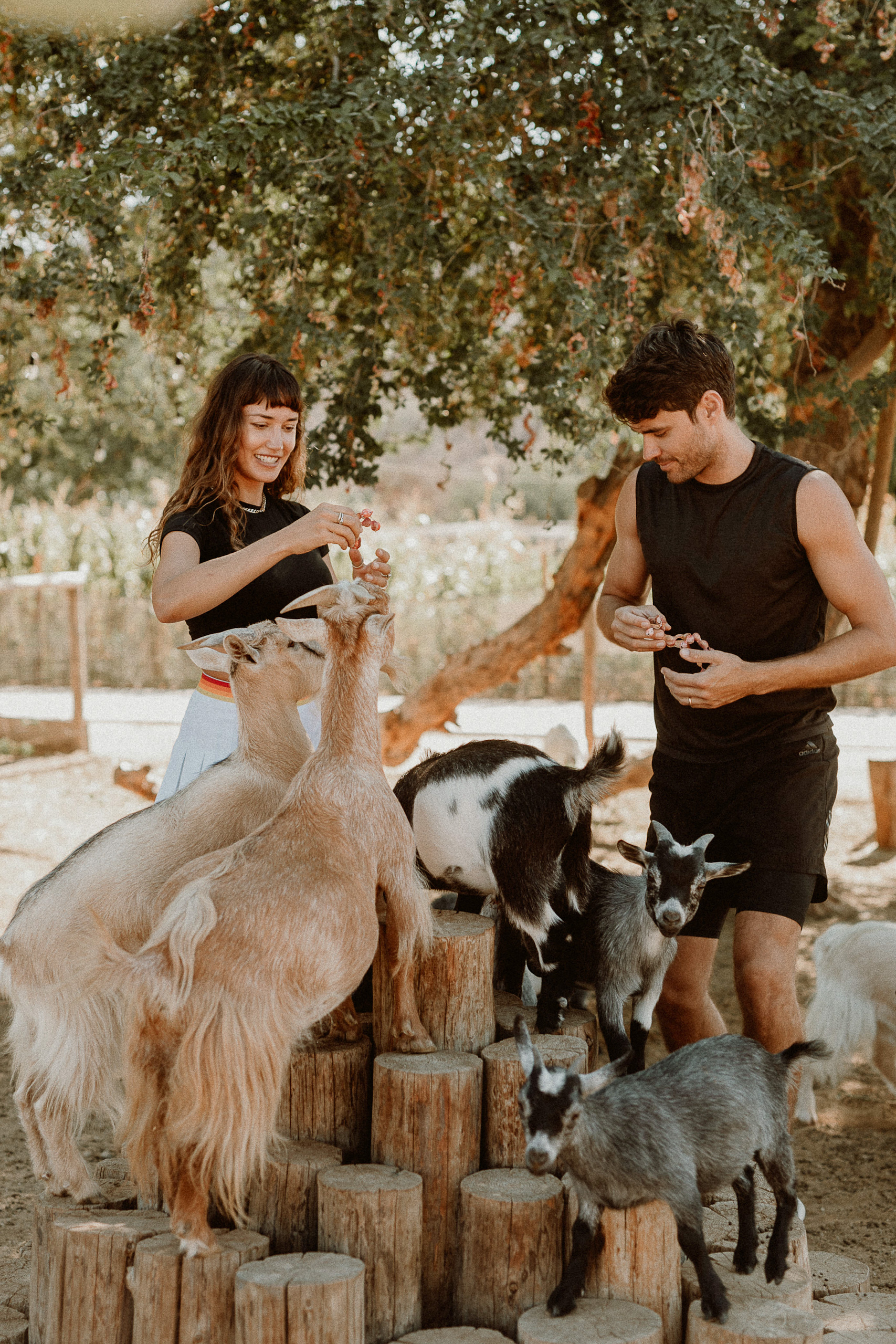 Visitantes conviven con cabras rescatadas en Acre Resort Los Cabos, Baja California Sur