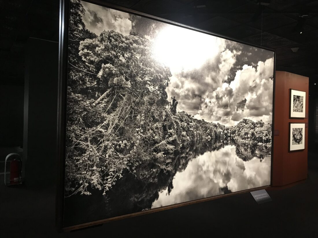 Amazonia / Sebastião Salgado
