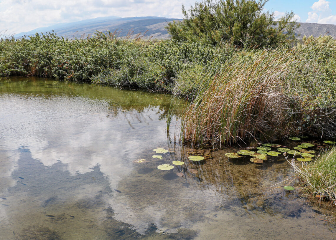 Poza de agua cristalina con vegetación y nenúfares en Cuatro Ciénegas, Coahuila
