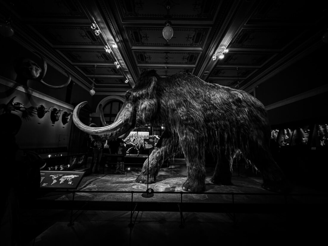 Mamut Museo Nacional. Praga