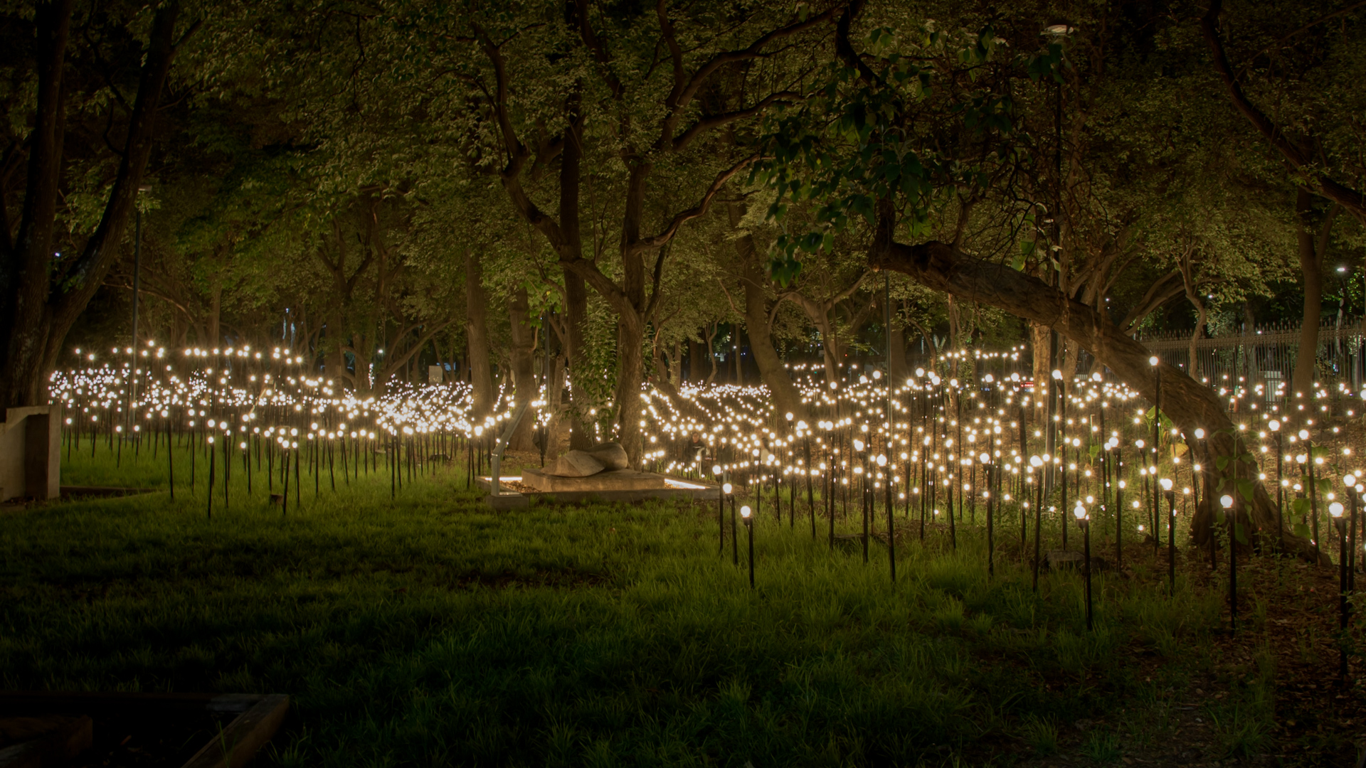 Instalación lumínica nocturna entre árboles en Bosque Inconcluso de Chapultepec