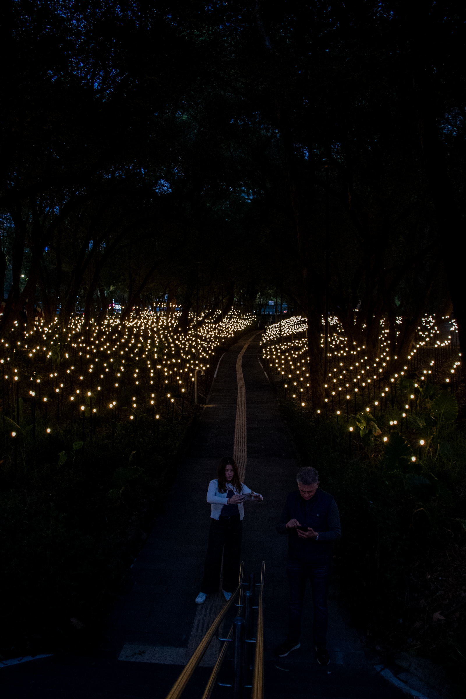 Sendero iluminado de Bosque Inconcluso en el Museo de Arte Moderno de Chapultepec durante la instalación de Rafael Lozano-Hemmer