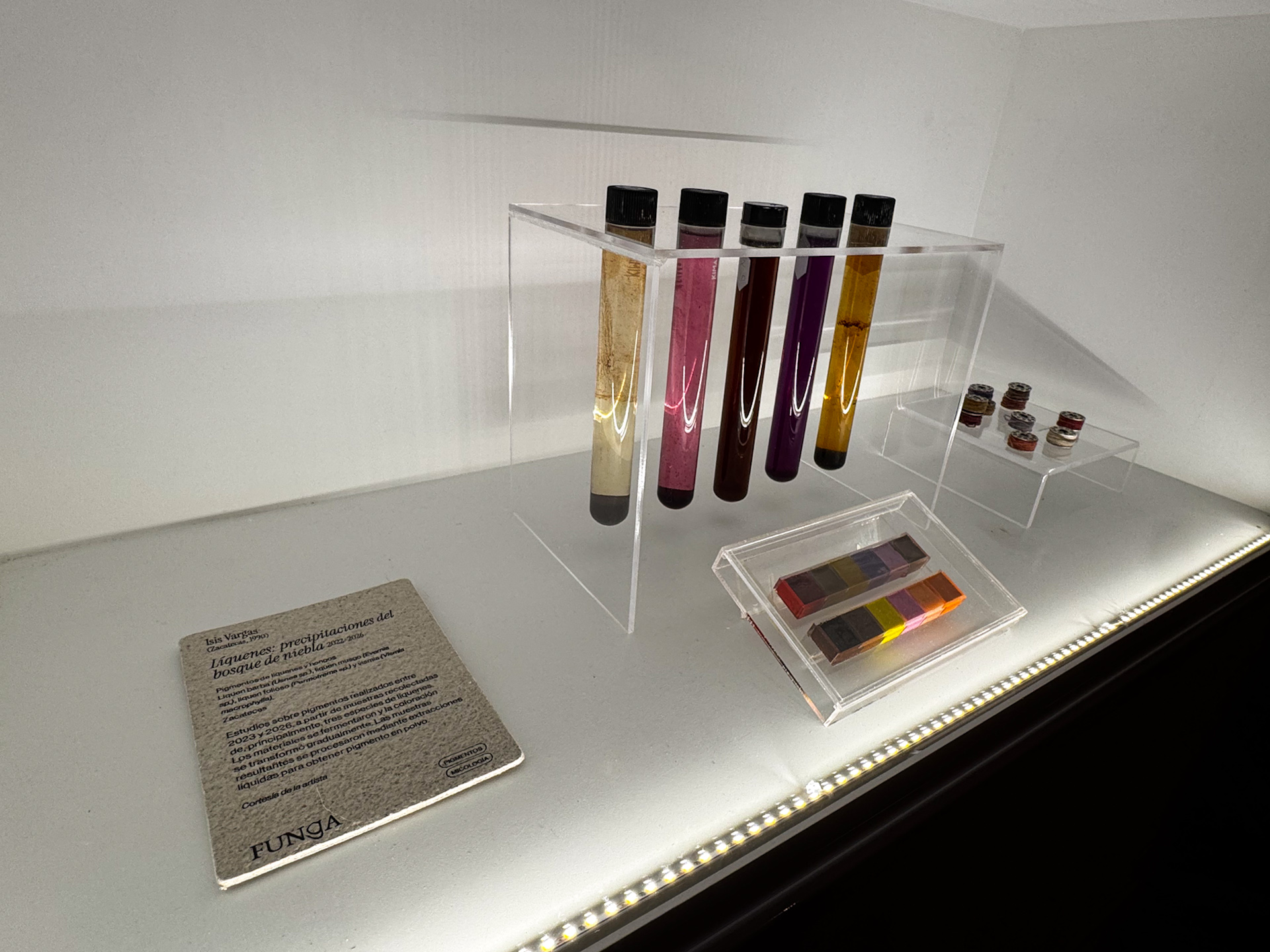 Pigmentos naturales obtenidos de líquenes y hongos en la obra Líquenes: precipitaciones del bosque de niebla de Isis Vargas, presentada en BioDiseño MX.