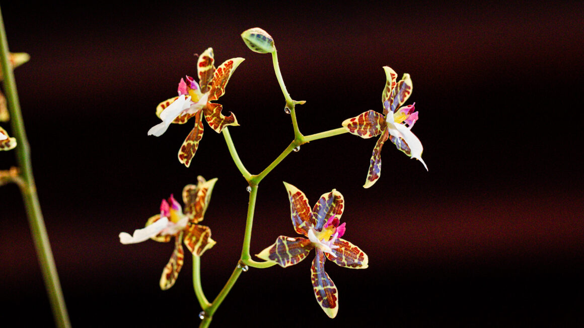 Orquídea miniatura fotografiada en la exposición Orquídeas de Primavera del Museo Franz Mayer en Ciudad de México