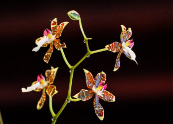 Orquídea miniatura fotografiada en la exposición Orquídeas de Primavera del Museo Franz Mayer en Ciudad de México