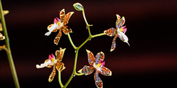 Orquídea miniatura fotografiada en la exposición Orquídeas de Primavera del Museo Franz Mayer en Ciudad de México