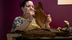 Torcedora de habanos revisando una hoja de tabaco durante la experiencia cultural en Galería Covarrubias, organizada en torno al legado de Gerardo Cantú.
