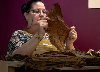 Torcedora de habanos revisando una hoja de tabaco durante la experiencia cultural en Galería Covarrubias, organizada en torno al legado de Gerardo Cantú.
