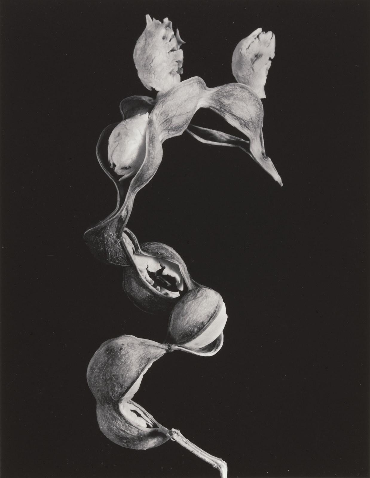 Guamúchil de Cecilia Salcedo Méndez, de la serie La espina y el fruto, 2007