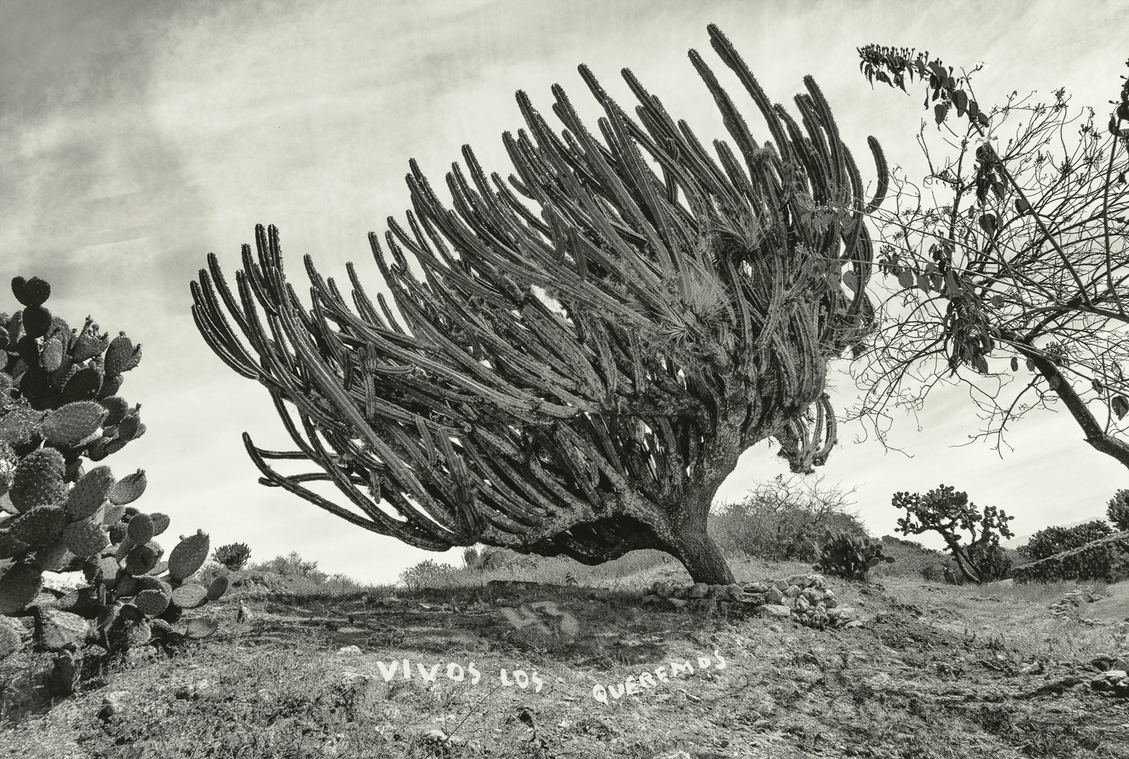 Paisaje con cactáceas de la serie Desaparecen? de Pablo Ortiz Monasterio, 2017